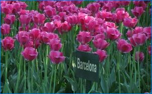 Tulipány "Barcelona": opis odrody a zvláštnosti jeho kultivácie