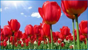 Tulipány "Parade": opis odrody a zvláštnosti jeho pestovania