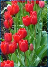 Tulipány "Parade": opis odrody a zvláštnosti jeho pestovania
