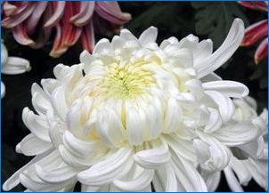 Typy a odrody chryzantému