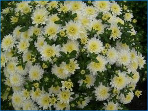 Typy a odrody chryzantému
