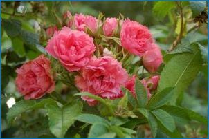 Vrátené ruže: Vlastnosti, odrody a kultivácia
