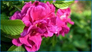 Vrátené ruže: Vlastnosti, odrody a kultivácia