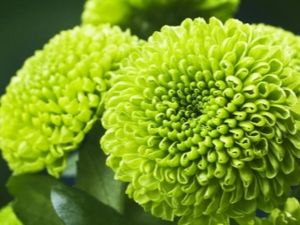 Zelené chryzantémy: odrody, voľba, kultivácia