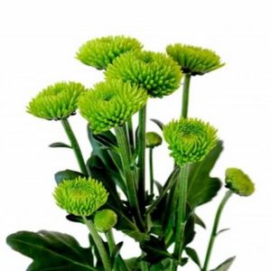 Zelené chryzantémy: odrody, voľba, kultivácia
