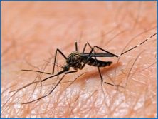 Aké sú dosky z komárov a ako ich používať?