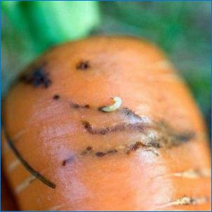 Čo vyzerá mrkva lietanie a ako sa ho zbaviť?