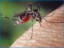 Použitie fondov rebatamidu z komárov
