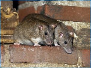Typy okien z myší a potkanov