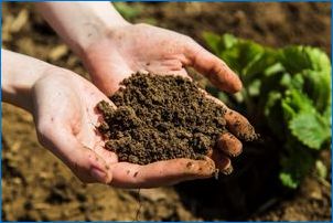 Aké hnojivá, aby vyrobili jeseň a ako to urobiť správne?