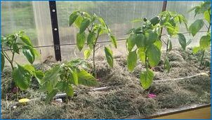 Ako môžem spojiť papriky v skleníku?