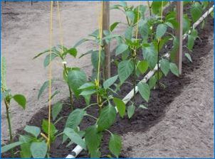 Ako môžem spojiť papriky v skleníku?