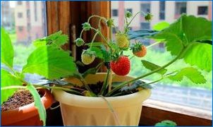 Ako pestovať jahody na parapete?