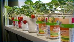 Ako pestovať jahody na parapete?