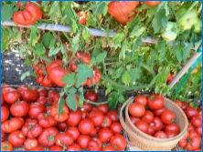Ako používať sódu pre paradajky?