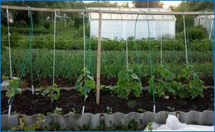 Ako pozastaviť uhorky v otvorenej pôde?