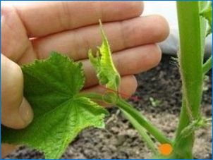 Ako vytvoriť uhorky?