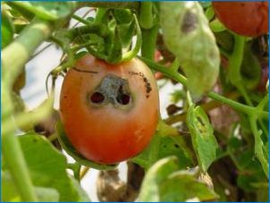 Ako vyzerá lopatka na paradajkách a ako sa s ním vysporiadať?