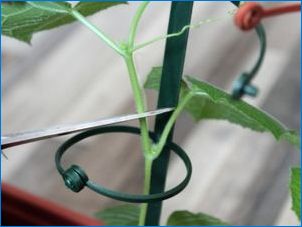 Je potrebné roztrhnúť fúzy na uhorky a ako to urobiť?