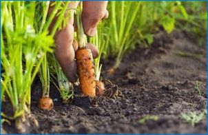 Čo a ako obťažovať mrkvu po klíčovaní?