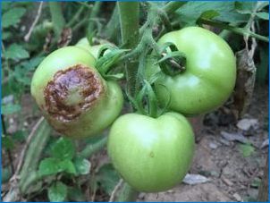 Popis paradajkovej clapeniaosie a liečby chorôb