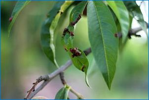 Príčiny praskania broskyňových listov a opatrení na boj proti nej