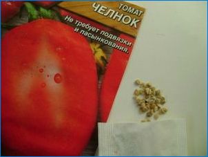 Príprava semien paradajok na siatie sadeníc