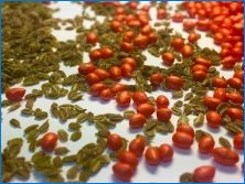 Príprava semien paradajok na siatie sadeníc