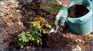 Rašelina ako hnojivo: vymenovanie a vlastnosti aplikácie