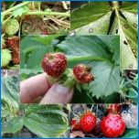Strawberry Tenira
