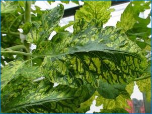 Tobacco Mosaika Tomatoes: Popis a liečba vírusu