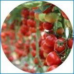 Tomato Ural