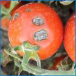 Tomato Siberian Piruut