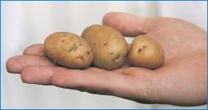 Veľkosť zemiakov na pristátie
