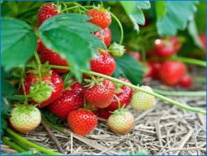 Vlastnosti výsadby jahody a jahody na jeseň