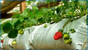 Vlastnosti výsadby jahody na jar
