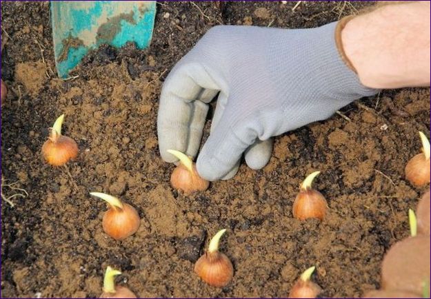 Výsadba krokusov na jeseň - kedy a ako ich správne zasadiť
