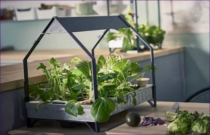 Mini zeleninové záhrady v byte