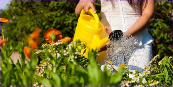 Hnojivá na kvety: Ako si vybrať správne hnojivo