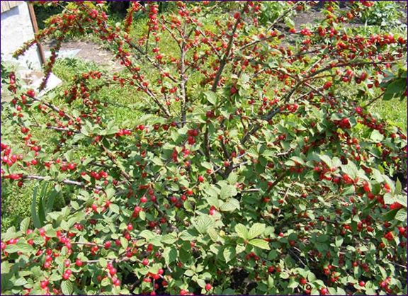 Prešívaná čerešňa v záhrade - všetko o výsadbe, pestovaní, prerezávaní a množení