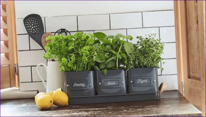 Mini zeleninové záhrady v byte