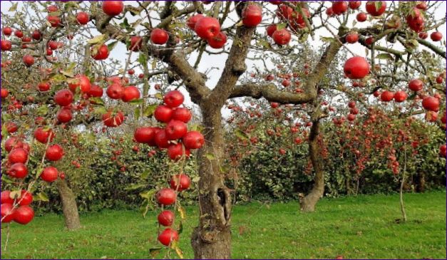 Kedy zasadiť jabloň