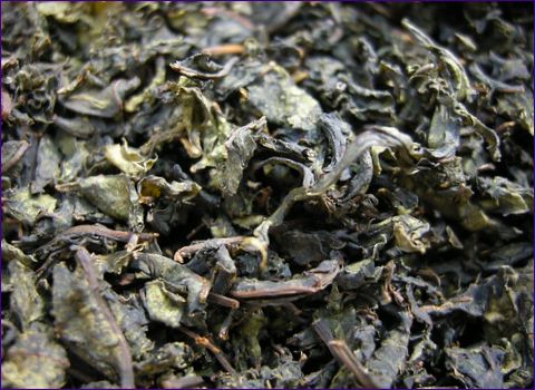 Pestovanie jahodového čaju v krajine: výsadba a starostlivosť, zber a skladovanie