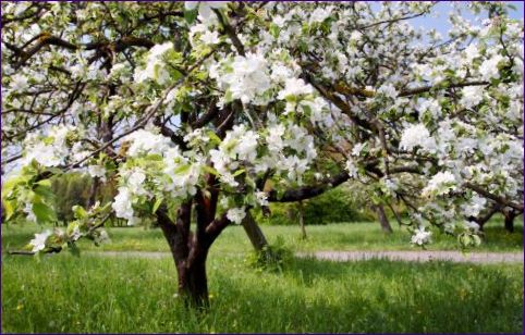 Ovocné stromy na jar - starostlivosť, prerezávanie a výsadba