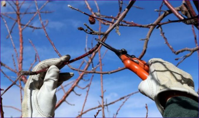 Jarné plodenie - starostlivosť, prerezávanie a výsadba