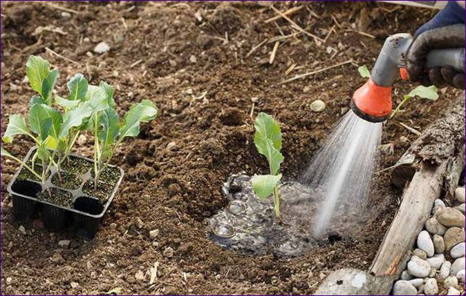 Ako pestovať karfiol na otvorenom poli
