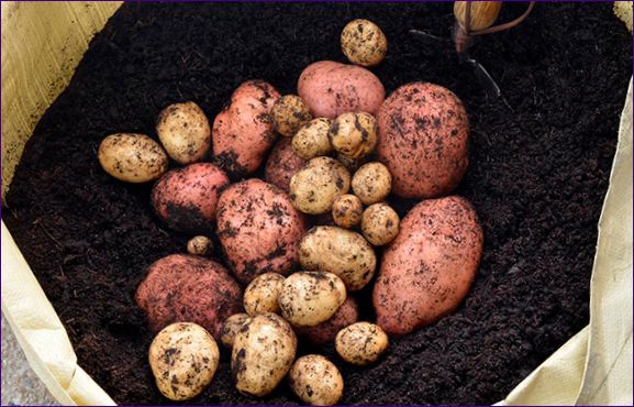Ako rýchlo pestovať zemiaky