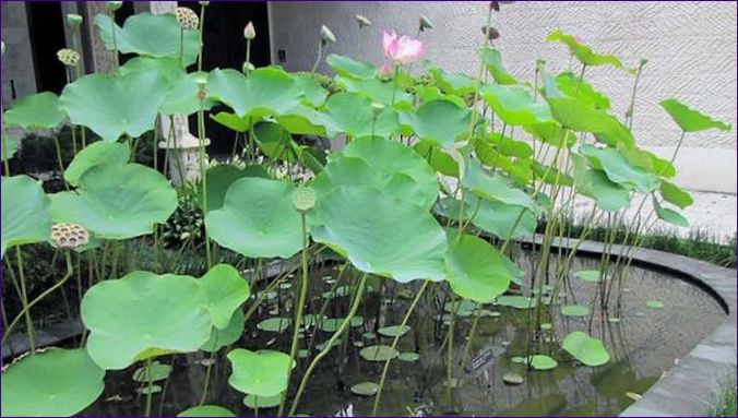 Pestovanie lotosu: Výsadba a starostlivosť
