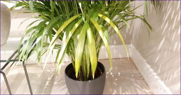 Prečo žltnú listy izbových rastlín: Príčiny a prostriedky nápravy