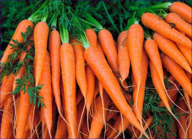 Ako a kedy sadiť mrkvu